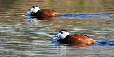 Humedal Cañada de Las Norias